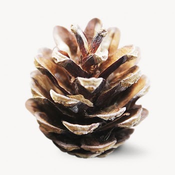 Pine cone image, isolated on white | Free Photo - rawpixel