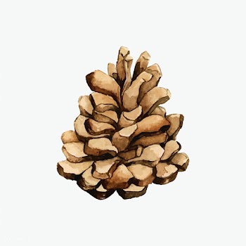Pine cone painted by watercolor vector | Free stock vector - 489232