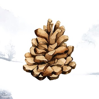Pine cone painted by watercolor vector | Free stock vector - 489253