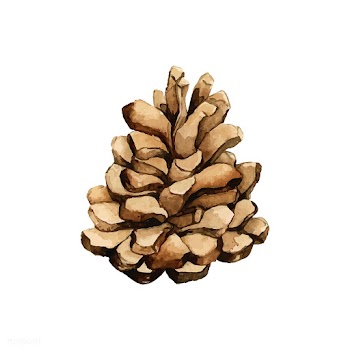 Pine cone painted by watercolor vector | Free stock vector - 489271