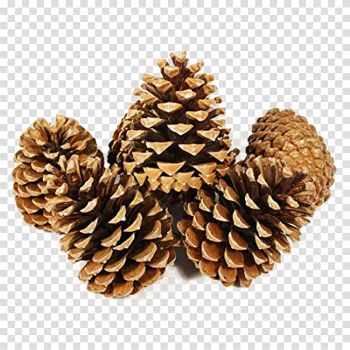 Pine Cone PNG Image