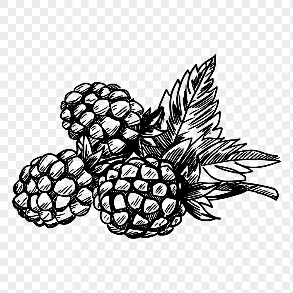Pine cone png sticker, vintage | Free PNG - rawpixel