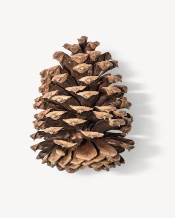 Pine cone sticker, Christmas decor | Free PSD - rawpixel