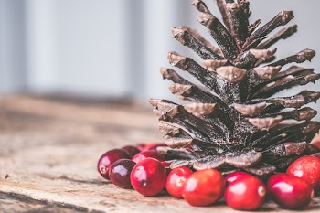 Pine cone Surrounded by Red Coffee Beans