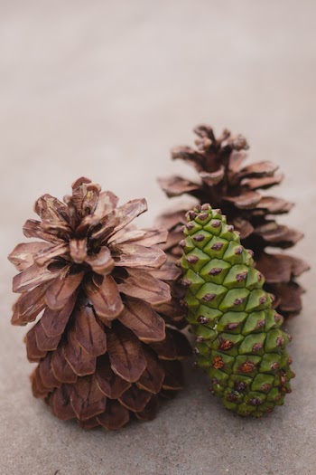 Pine Cones