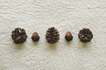 Pine Cones And Acorns Lined Up On Paper