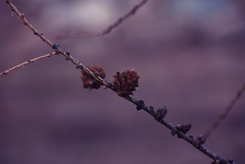 Pine Cones On Branch