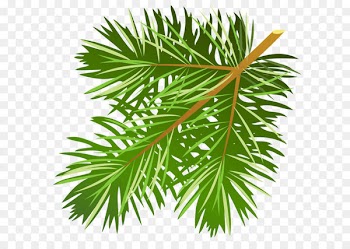 Pine Conifer cone Branch Clip art - Transparent Pine Branch PNG Clipart 