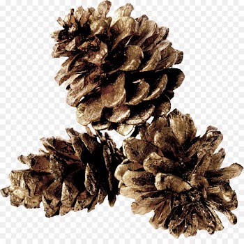 Pine Conifer cone Table - Gray pine cones 