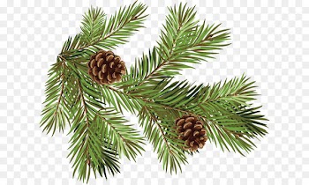 Pine Fir Conifer cone Spruce Branch - Hand-painted pine cones pattern 