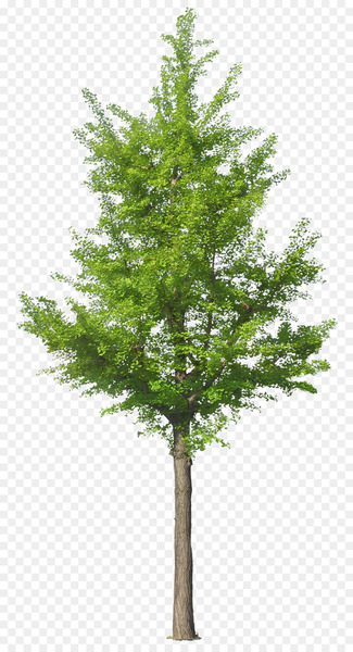 Pine Fir Conifers Spruce Tree - yew ribbon 