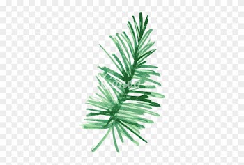 Pine Fir Leaf Plant Watercolor Painting - Tropical Plants Png Water Color Transparent