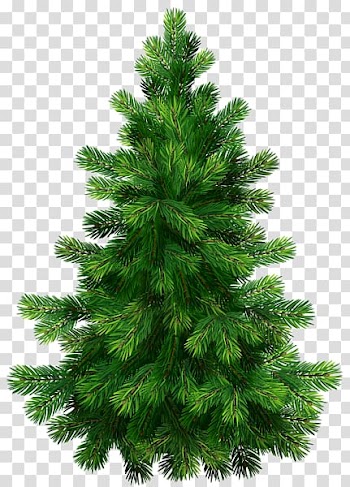 Pine Fir Spruce , christmas tree transparent background PNG clipart