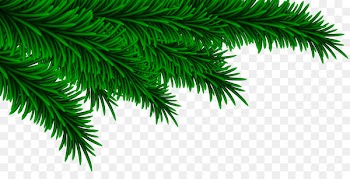 Pine Fir Spruce Tree Branch - fir-tree 