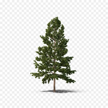 Pine Fir Spruce Tree Conifers - fir-tree 