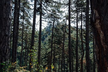 Pine forest