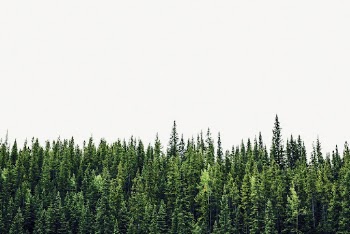 Pine forest background, nature, wilderness | Free PSD - rawpixel