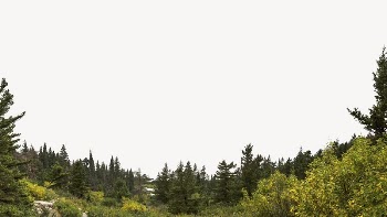 Pine forest border computer wallpaper, | Free PSD - rawpixel