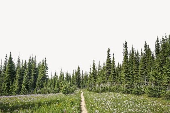 Pine forest border, nature aesthetic | Free PSD - rawpixel