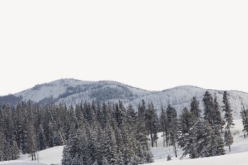Pine forest border, winter landscape | Free PSD - rawpixel