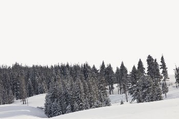 Pine forest border, winter landscape | Free PSD - rawpixel