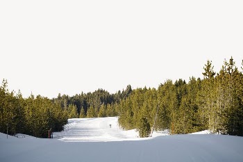 Pine forest border, winter landscape | Free PSD - rawpixel