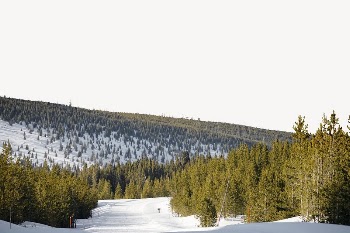 Pine forest border, winter landscape | Free PSD - rawpixel