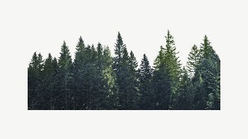 Pine forest divider, botanical collage | Free PSD - rawpixel