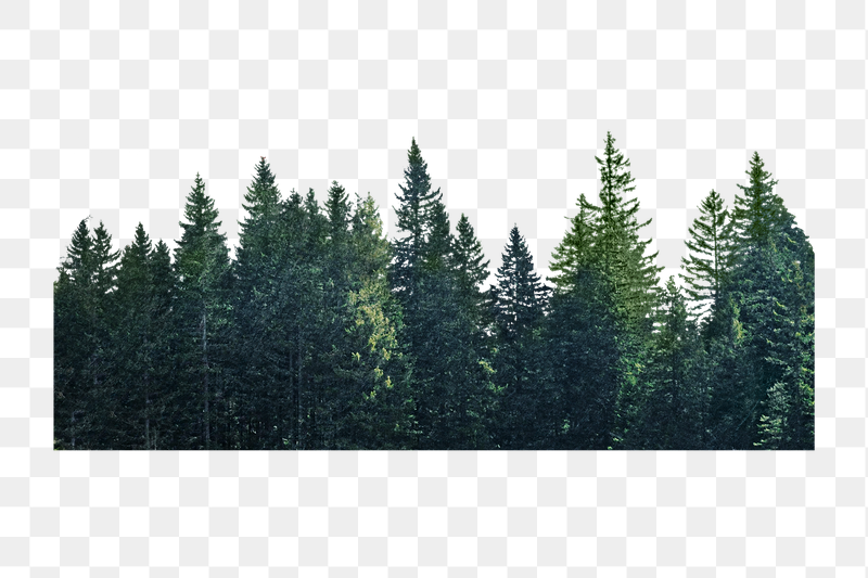 Pine forest divider png sticker, | Free PNG - rawpixel