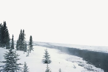 Pine forest lake border, nature | Free PSD - rawpixel
