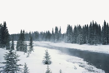 Pine forest lake border, nature | Free PSD - rawpixel