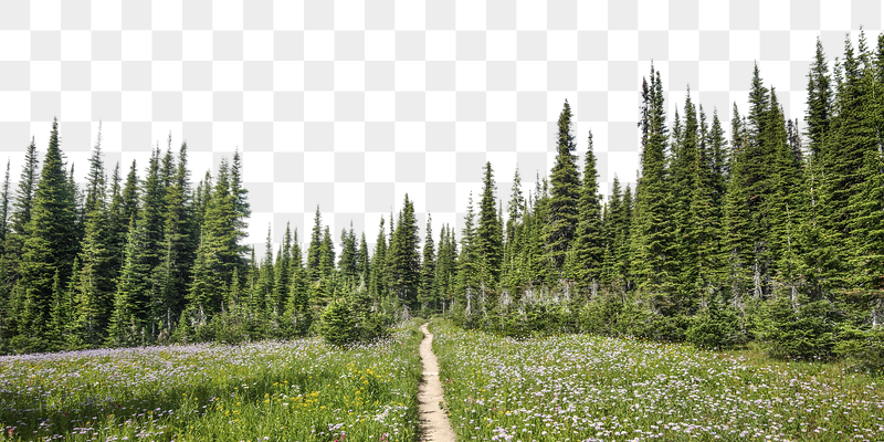 Pine forest png border, nature | Free PNG - rawpixel