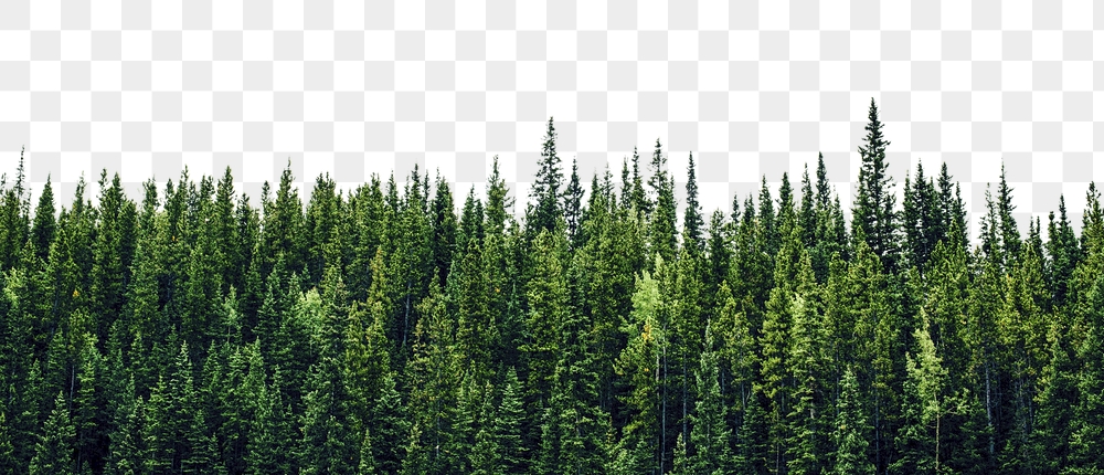 Pine forest png border, transparent | Free PNG - rawpixel