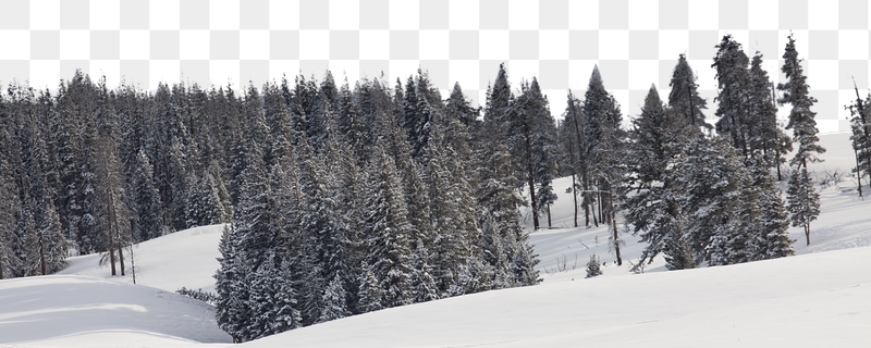 Pine forest png border, winter | Free PNG - rawpixel