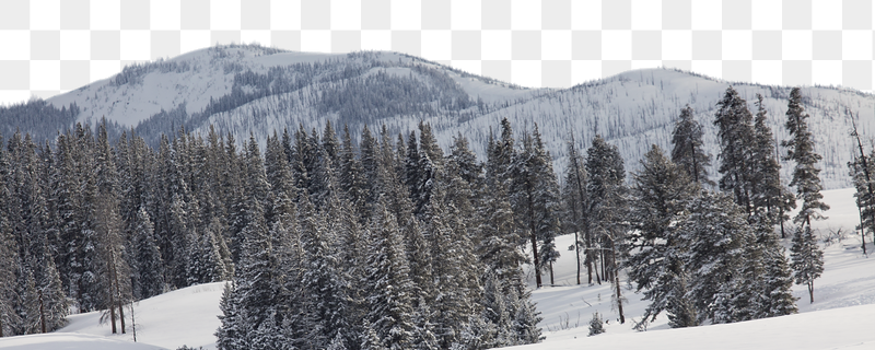Pine forest png border, winter | Free PNG - rawpixel
