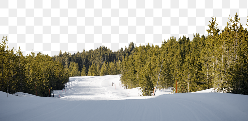 Pine forest png border, winter | Free PNG - rawpixel