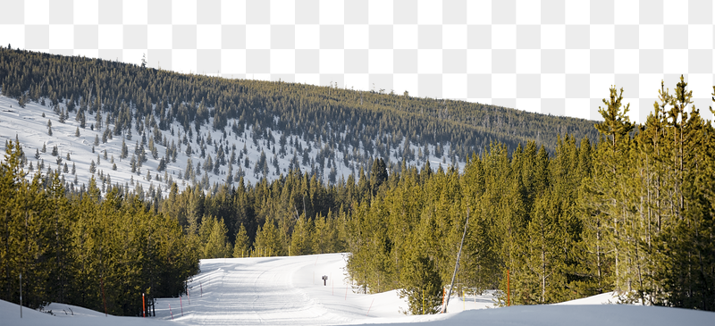 Pine forest png border, winter | Free PNG - rawpixel