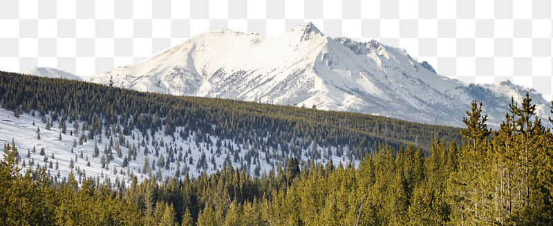Pine forest png border, winter | Free PNG - rawpixel