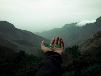 Pine Leaf on Person's Hand
