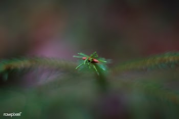 Pine leaves | Free public domain photo - 433009