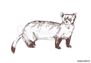 Pine marten hand drawn with contour lines on white background