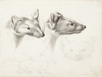 Pine martens, 1832, Wilhelm von | Free Photo - rawpixel