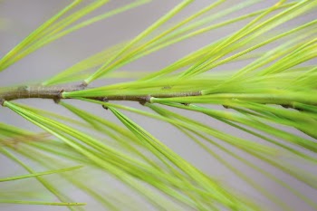 Pine needle leaf background. Free | Free Photo - rawpixel