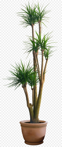 Pine Plant Flowerpot - HD plant pot 