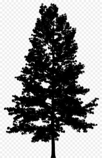 Pine Portable Network Graphics Vector graphics Tree Drawing -  