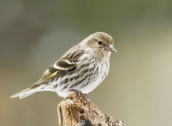 Pine siskin bird. Free public | Free Photo - rawpixel