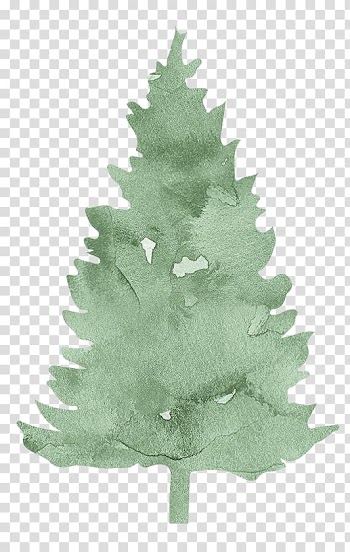 Pine Spruce Fir Evergreen Conifers, Free to pull the leaf material transparent background PNG clipart