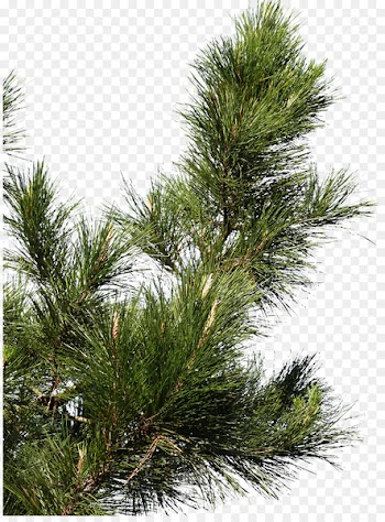 Pine Spruce Fir Tree Branch - pine cone 