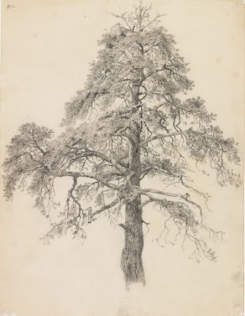 Pine top, Eero Järnefelt | Free Photo - rawpixel