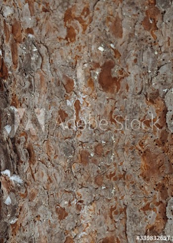 Pine tree bark textured background